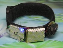 * Rife transducer armband met Edel shungiet